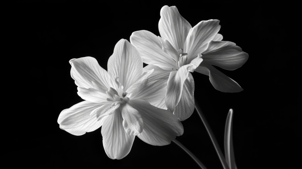 trajna epilacija intimnog područja