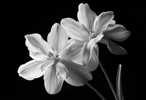 trajna epilacija intimnog područja