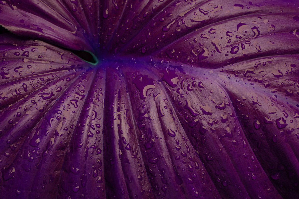 closeup nature view of purple leaves background, abstract leaf texture. Trajna epilacija pazuha: mali tretman za veliku razliku u svakodnevici