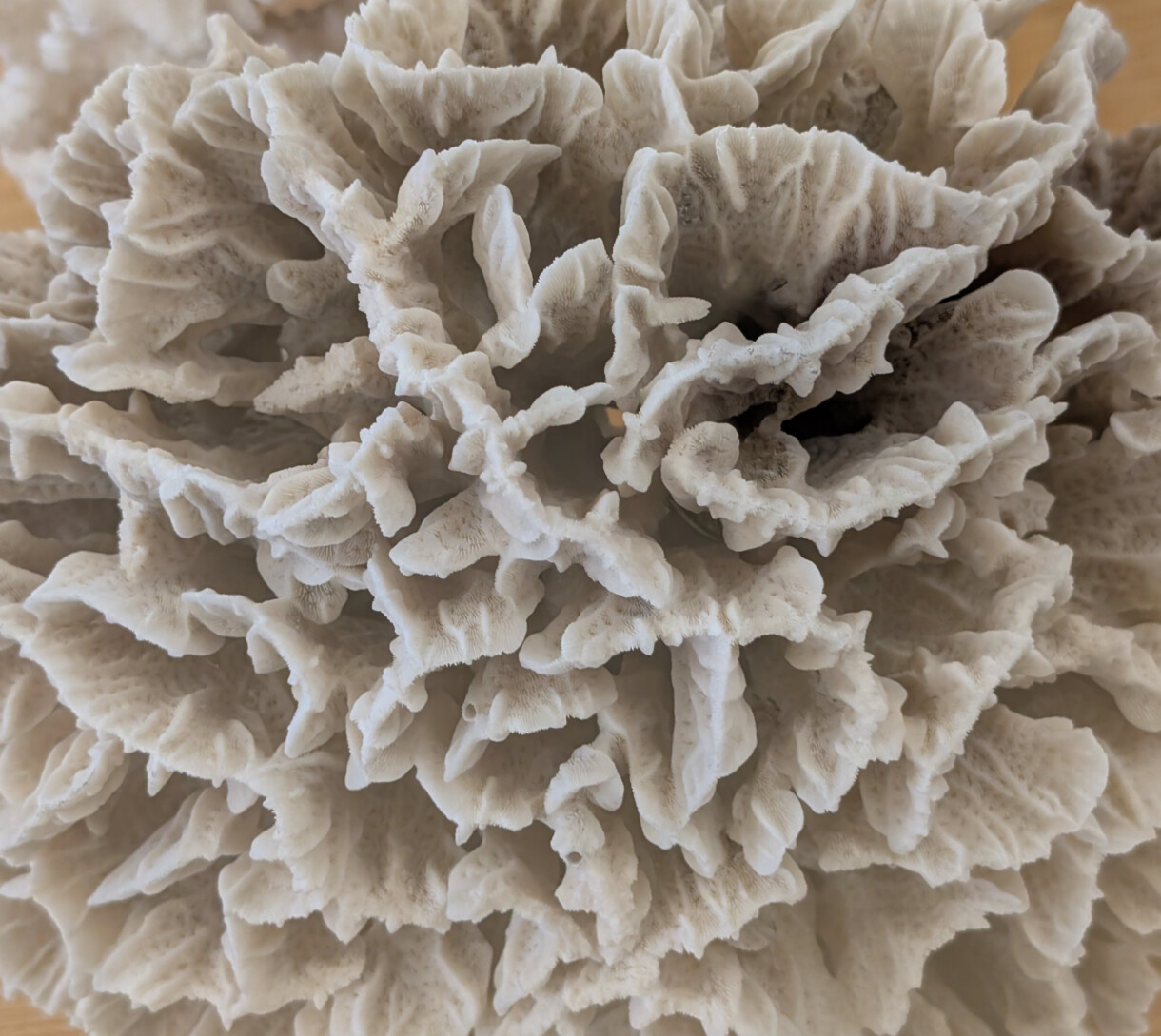 seboroični dermatitis dermatitis